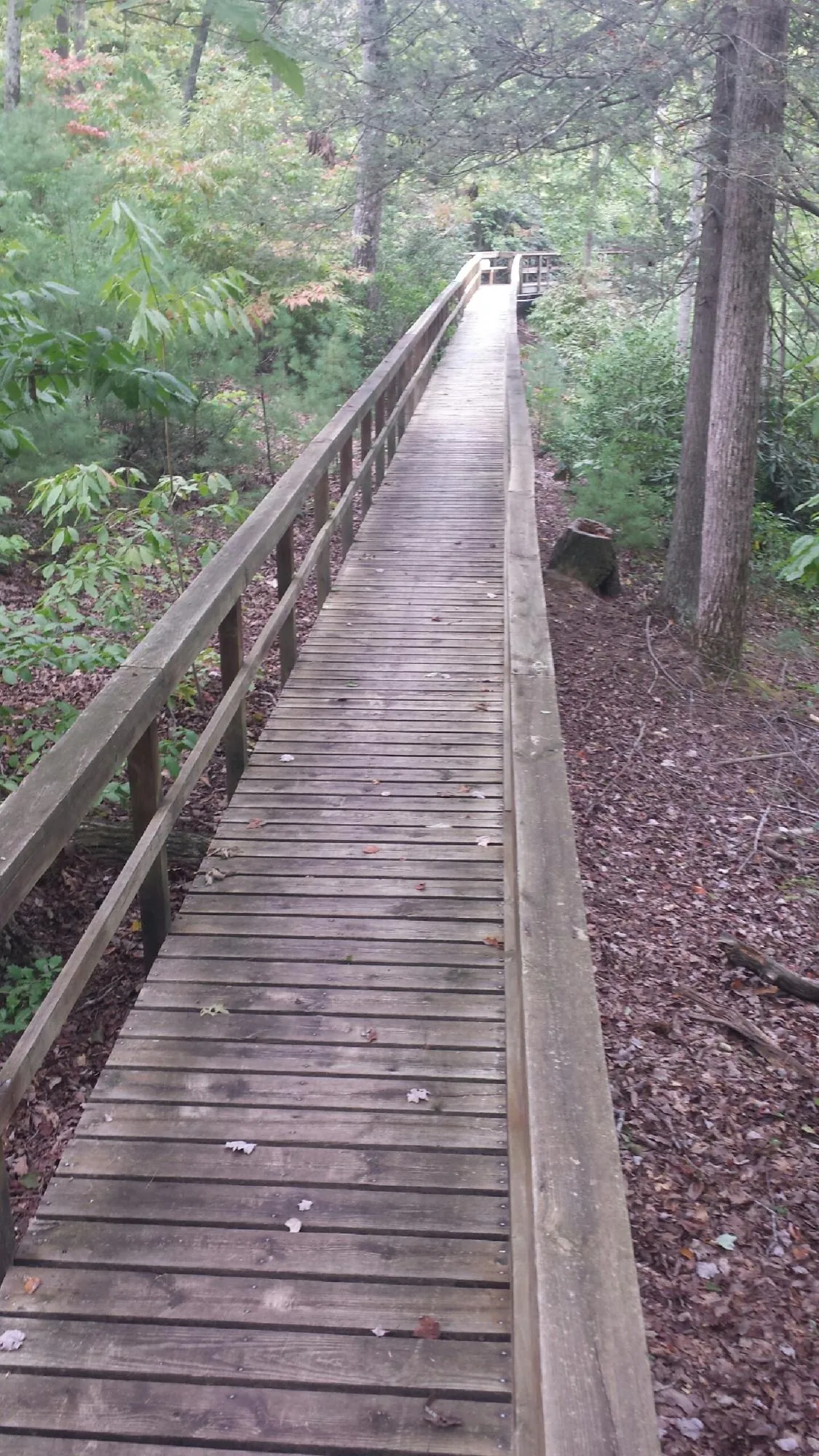 Long wood walkway with handrails built through the woods in Manchester